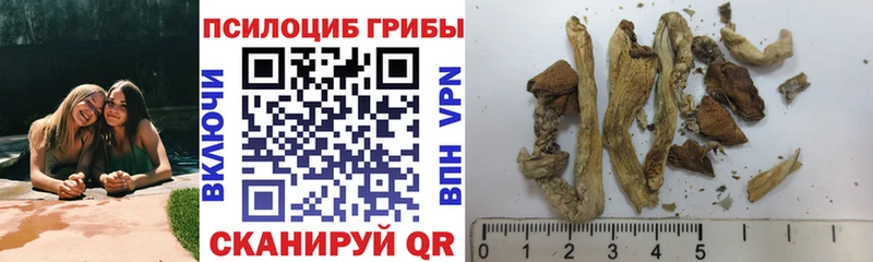 блэк спрут ТОР  где можно купить наркотик  Юрюзань  Галлюциногенные грибы Psilocybe 